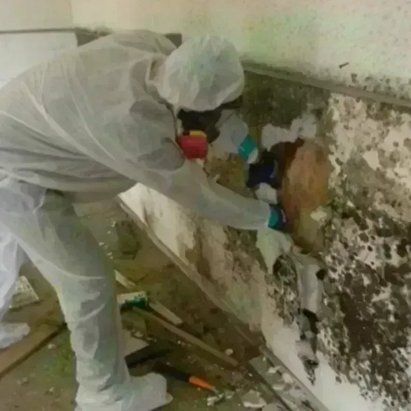 Mold Remediation and Removal in Eatonville, WA